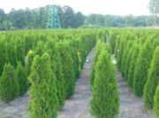 thuja-smaragd-250-cm-lebensbaum-smaragd-heckenpflanzen-wurzelballen-unsere-transport.jpg